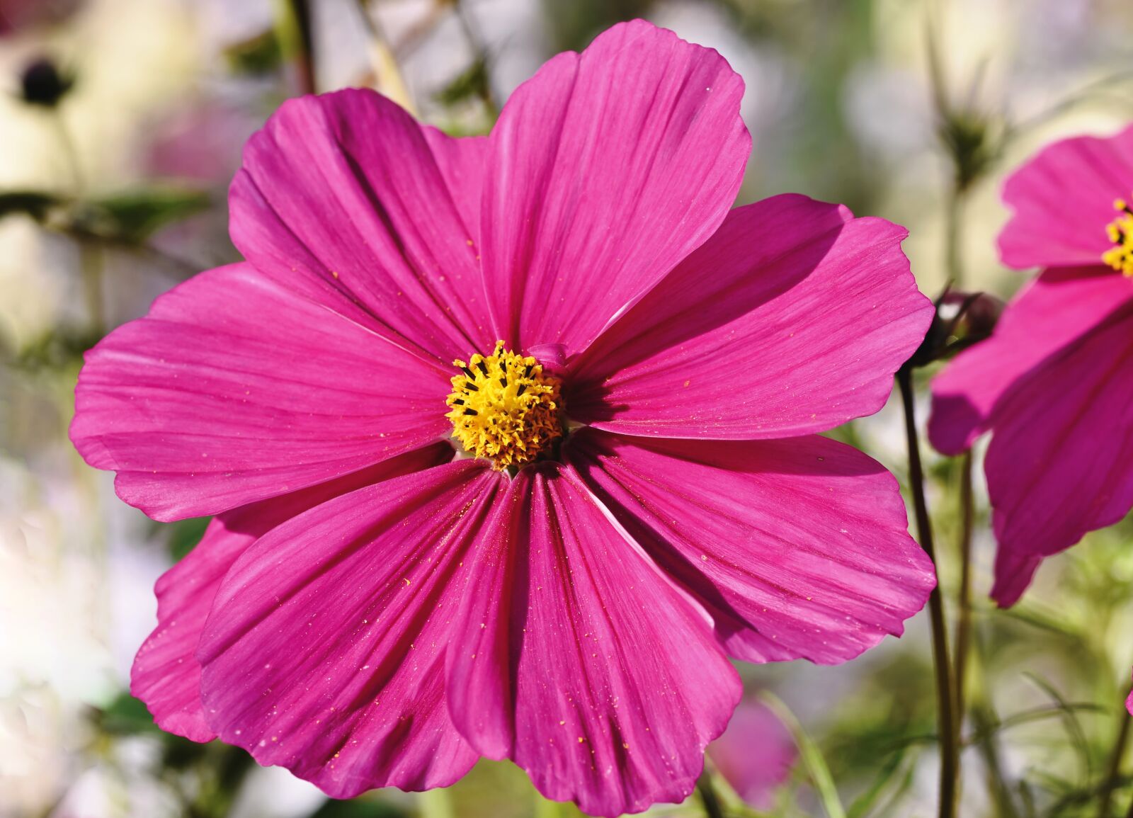 Nikon D7200 sample photo. Cosmea, cosmos, composites photography