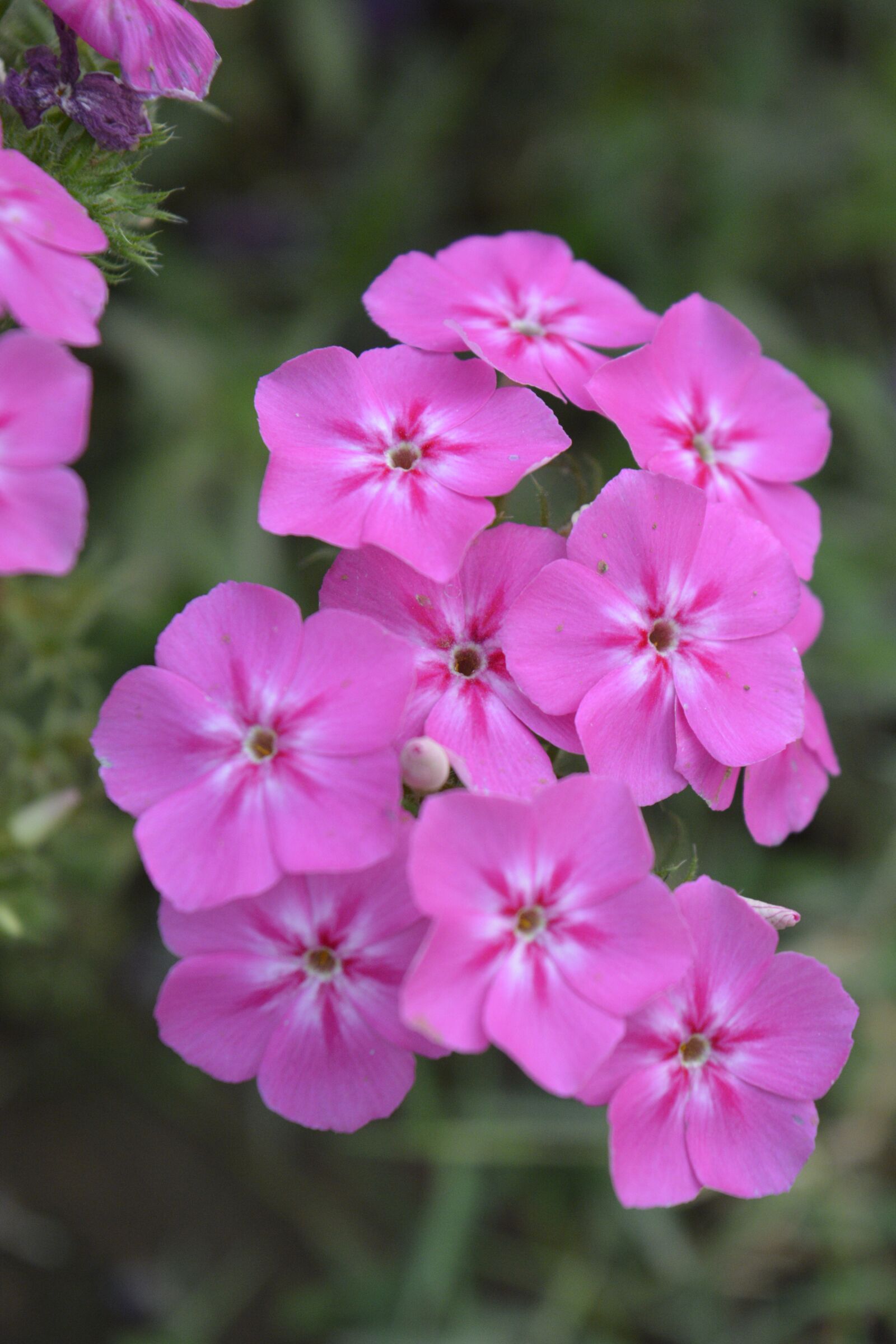 Nikon D5200 sample photo. Violet flowers, flower, macro photography