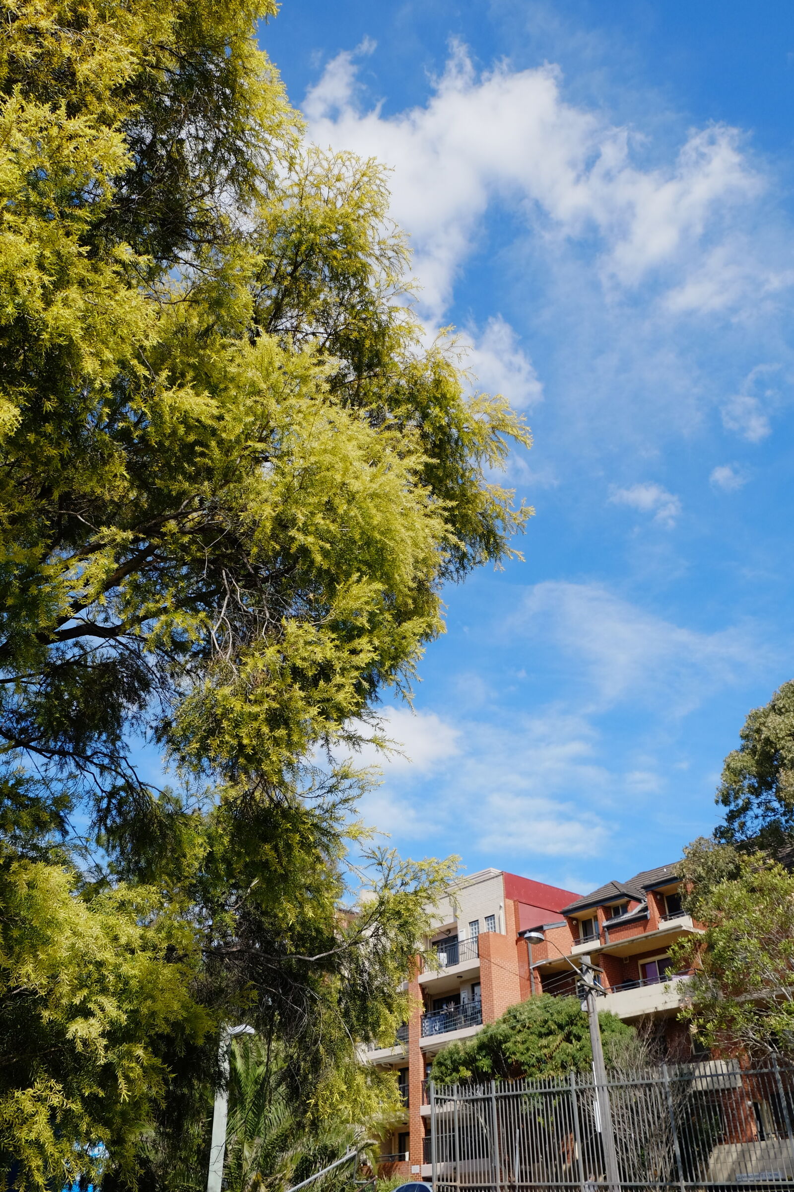 Fujifilm X-T1 sample photo. Cloud, sky, sunny, tree photography