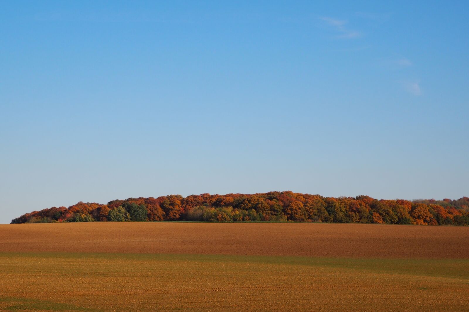 Olympus OM-D E-M10 sample photo. Deciduous forest, indian summer photography