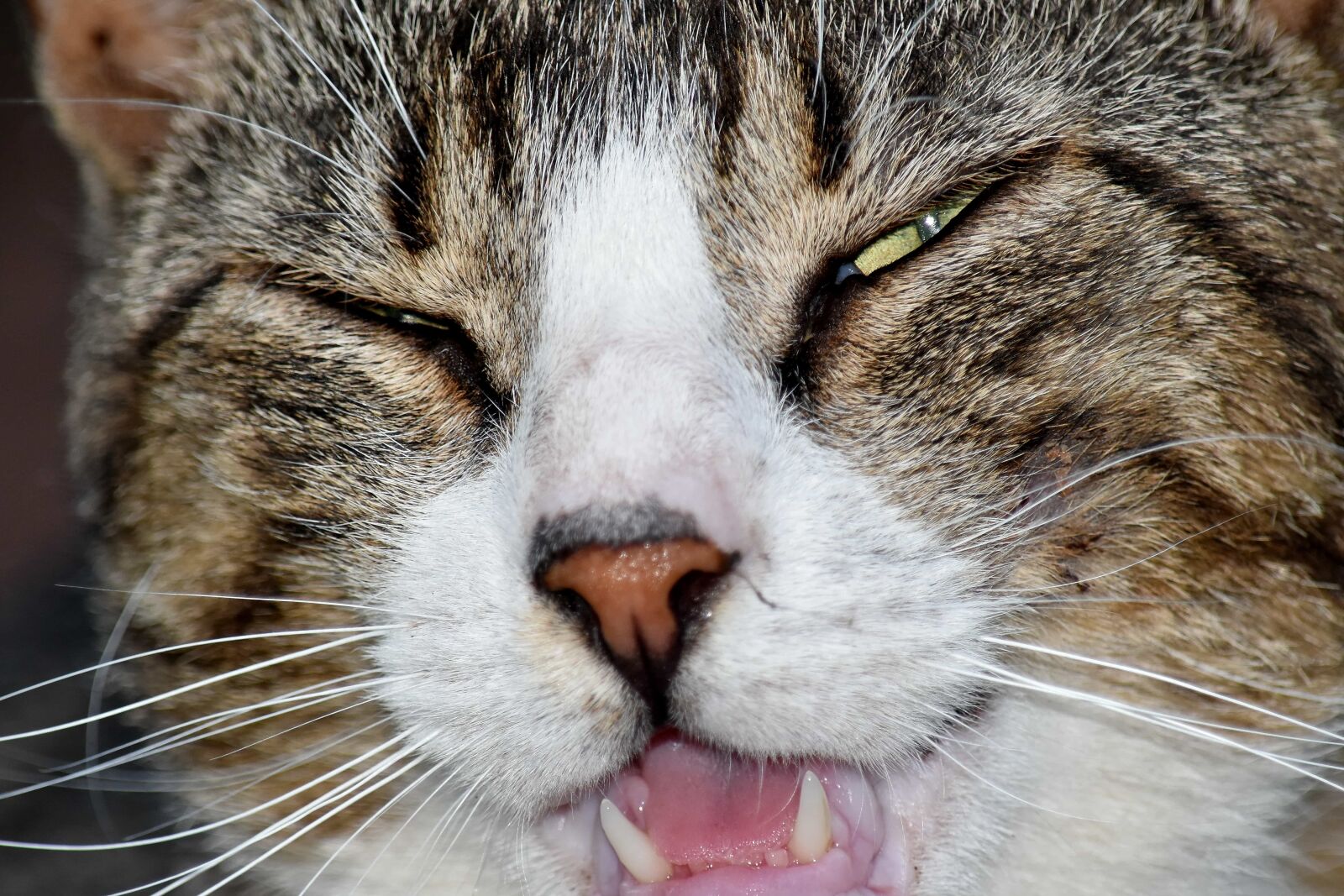 Nikon D5500 sample photo. Close-up, domestic cat, nose photography