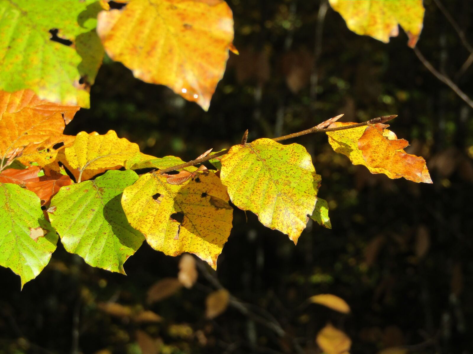 Canon PowerShot SX410 IS sample photo. Fall, leaves, nature photography