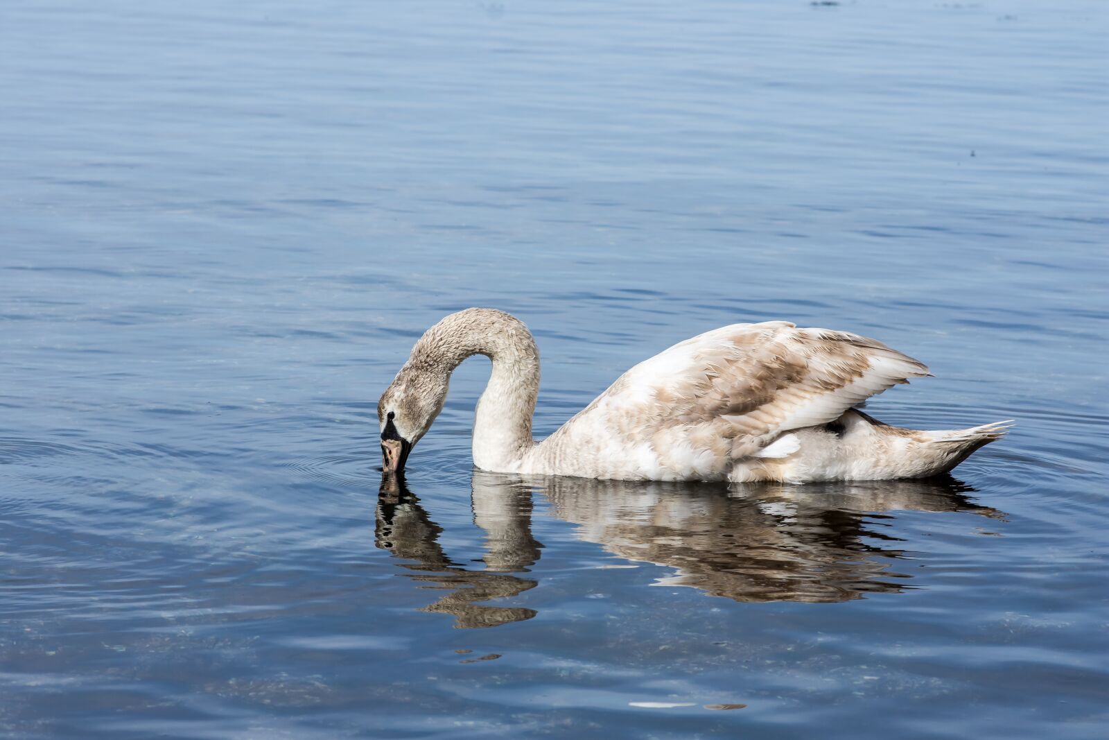 Nikon D7200 sample photo. Water, bird, lake photography