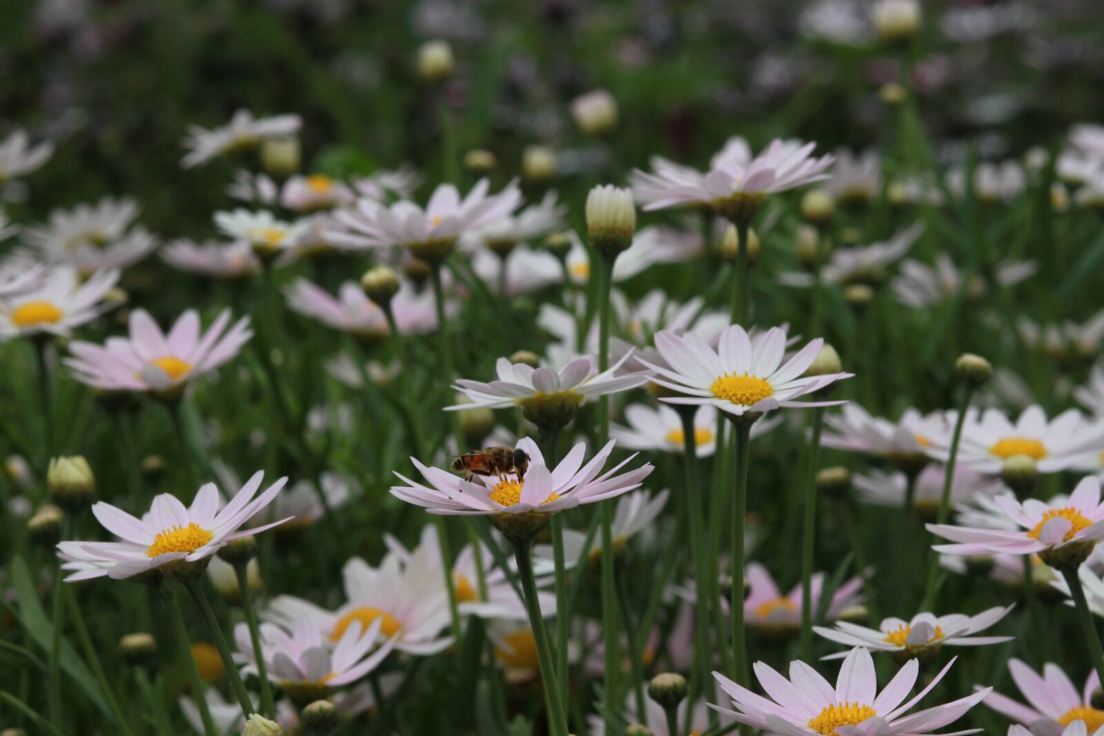 Canon EOS 500D (EOS Rebel T1i / EOS Kiss X3) sample photo. Flowers, nature, plants photography