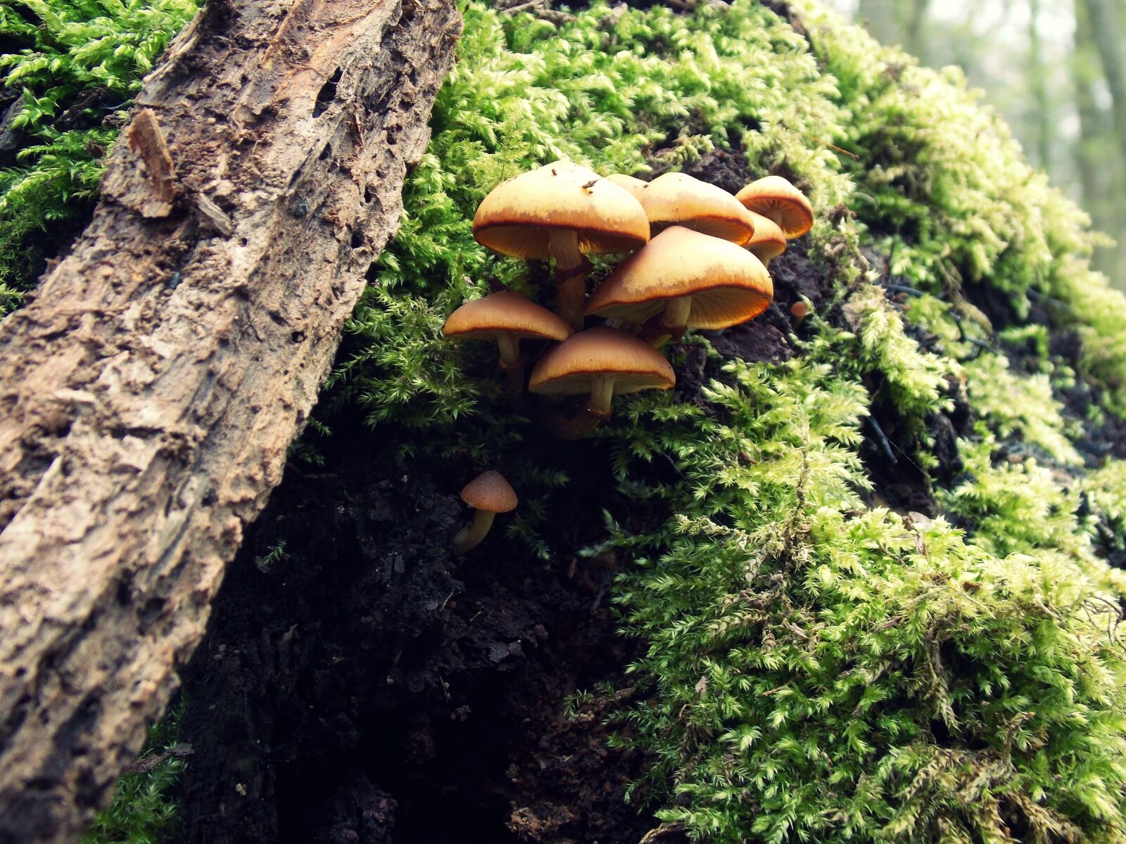 Nikon Coolpix L810 sample photo. Forest, mushrooms, moss photography