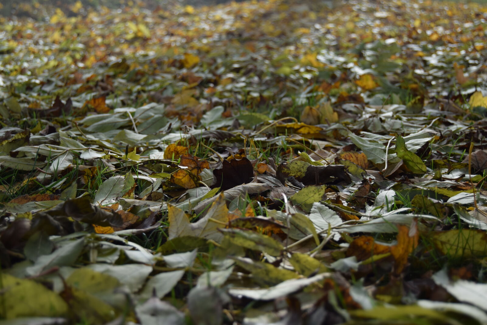 Nikon D3300 sample photo. Autumn, grass, leafs photography