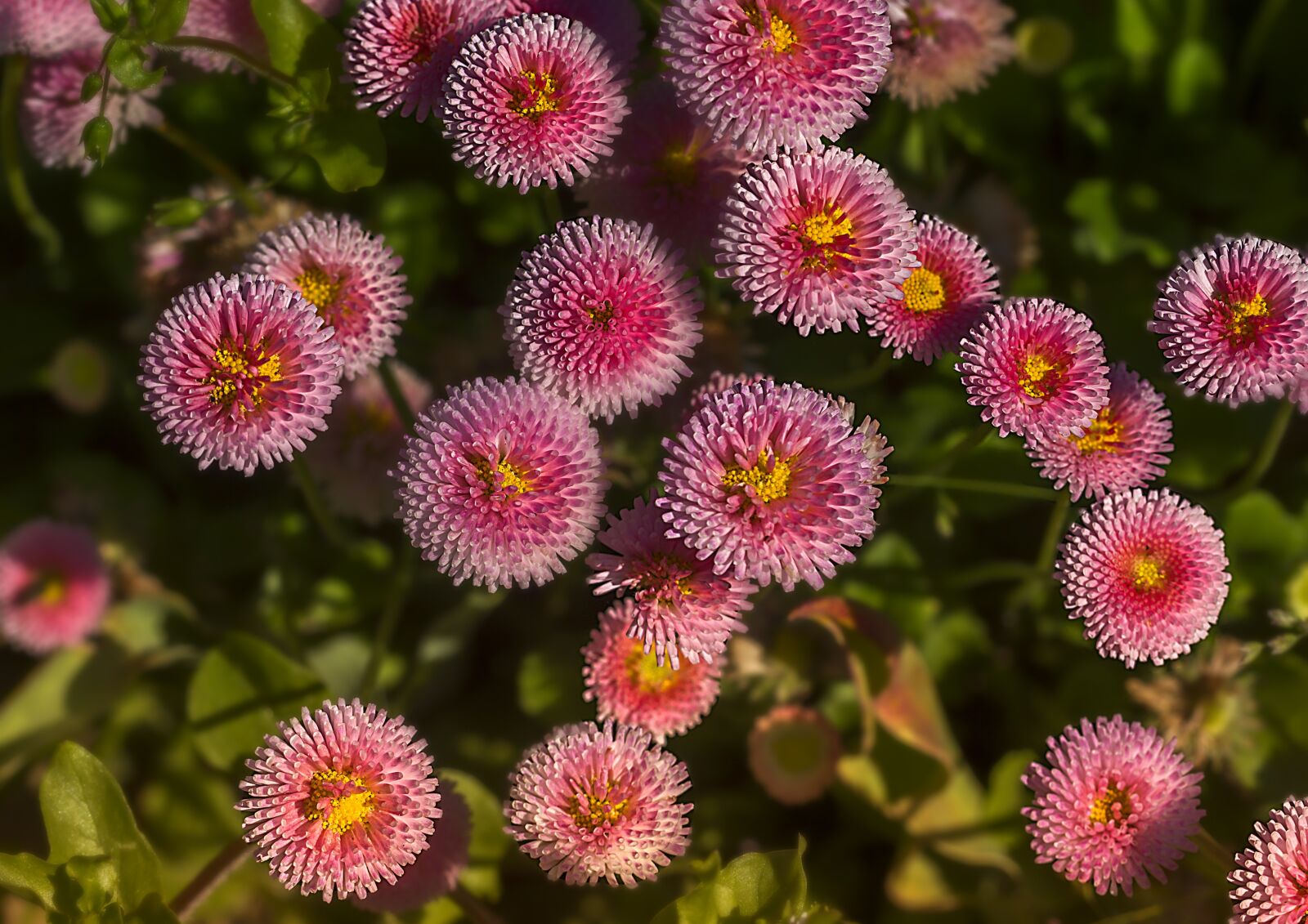 Canon EF 100mm F2.8L Macro IS USM sample photo. Nature, plant, flower photography
