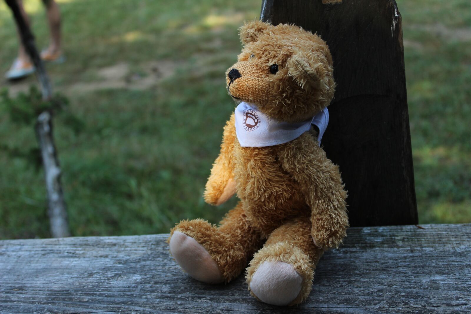 Canon EOS 600D (Rebel EOS T3i / EOS Kiss X5) sample photo. Teddy bear, teddy, nature photography