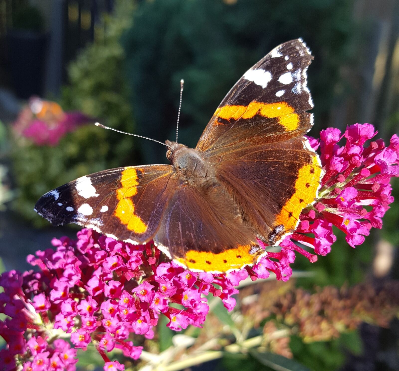 Samsung Galaxy S6 sample photo. Insect, admiral, sunlight photography