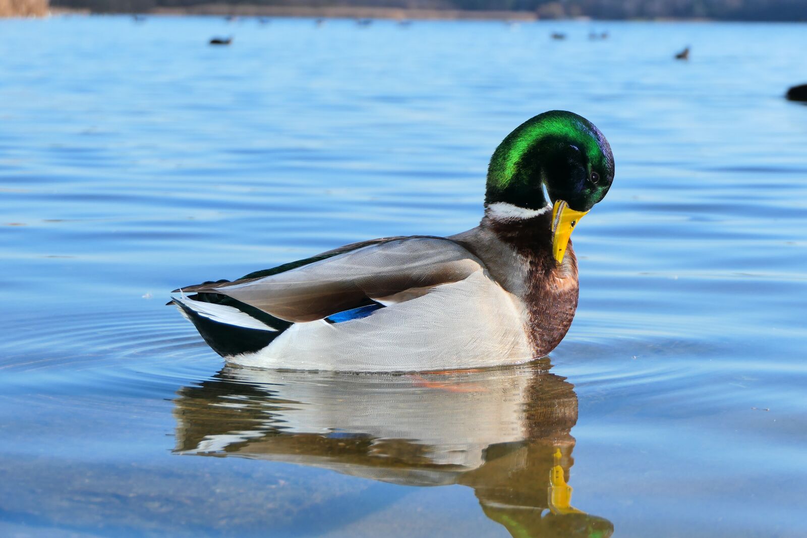 Panasonic Lumix DMC-FZ2500 (Lumix DMC-FZ2000) sample photo. Mallard duck, tom, morning photography