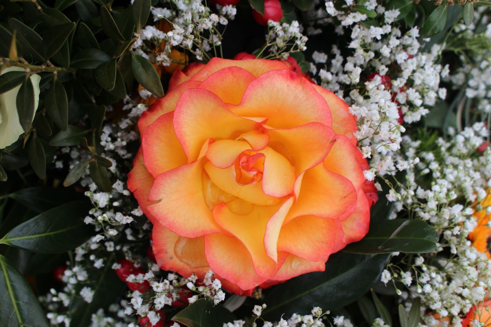 Canon EOS 100D (EOS Rebel SL1 / EOS Kiss X7) sample photo. Flower, rose, orange photography