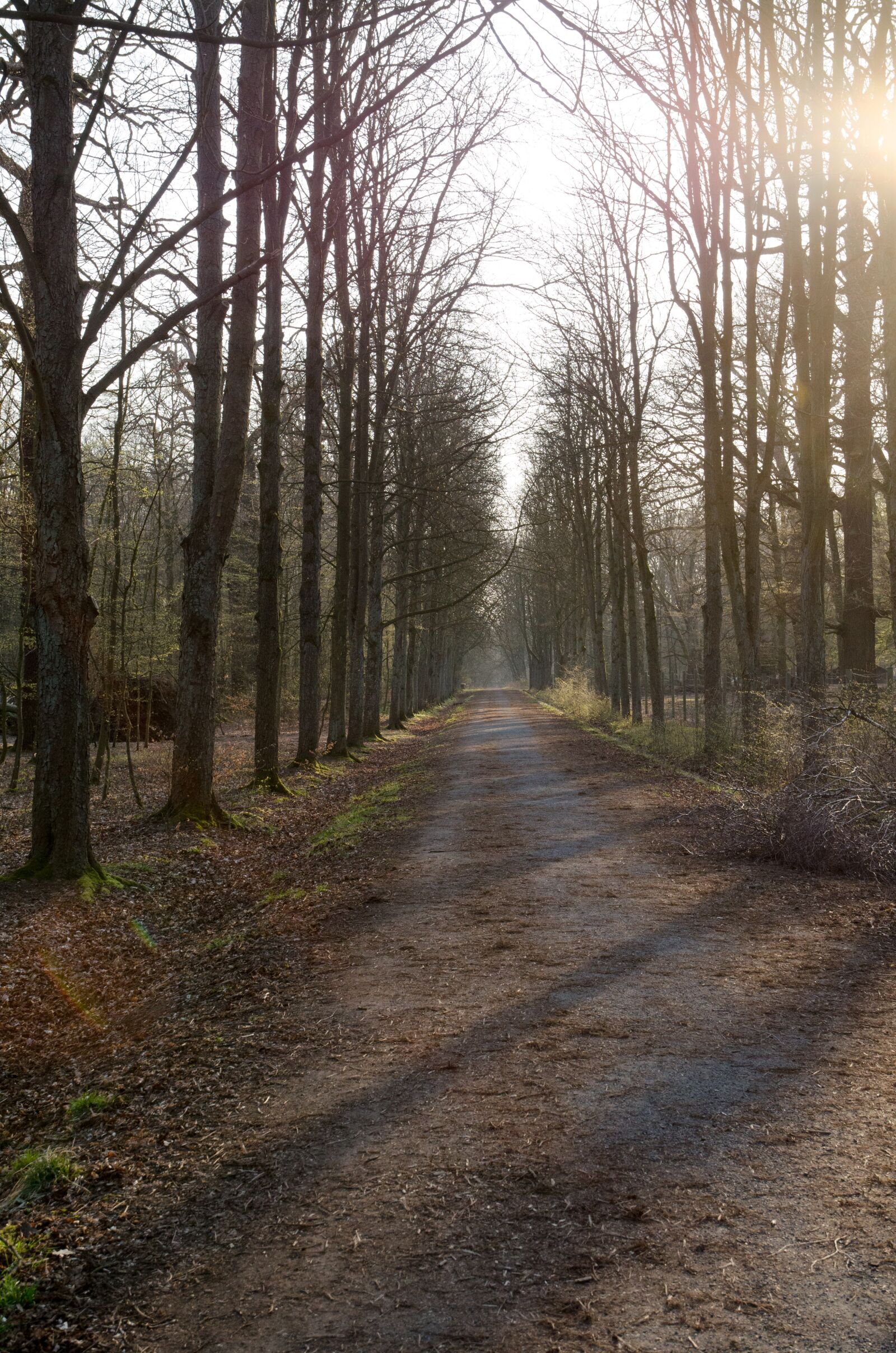 Nikon D7000 sample photo. Forest, tree, nature photography