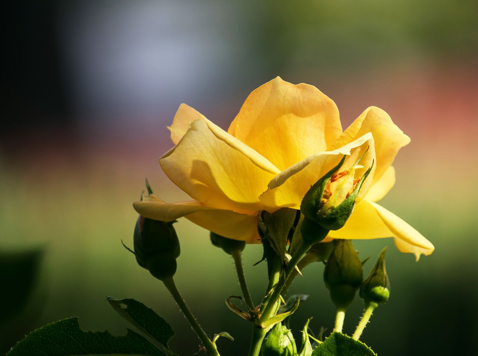 Canon EF-S 55-250mm F4-5.6 IS STM sample photo. Rose, blossom, bloom photography