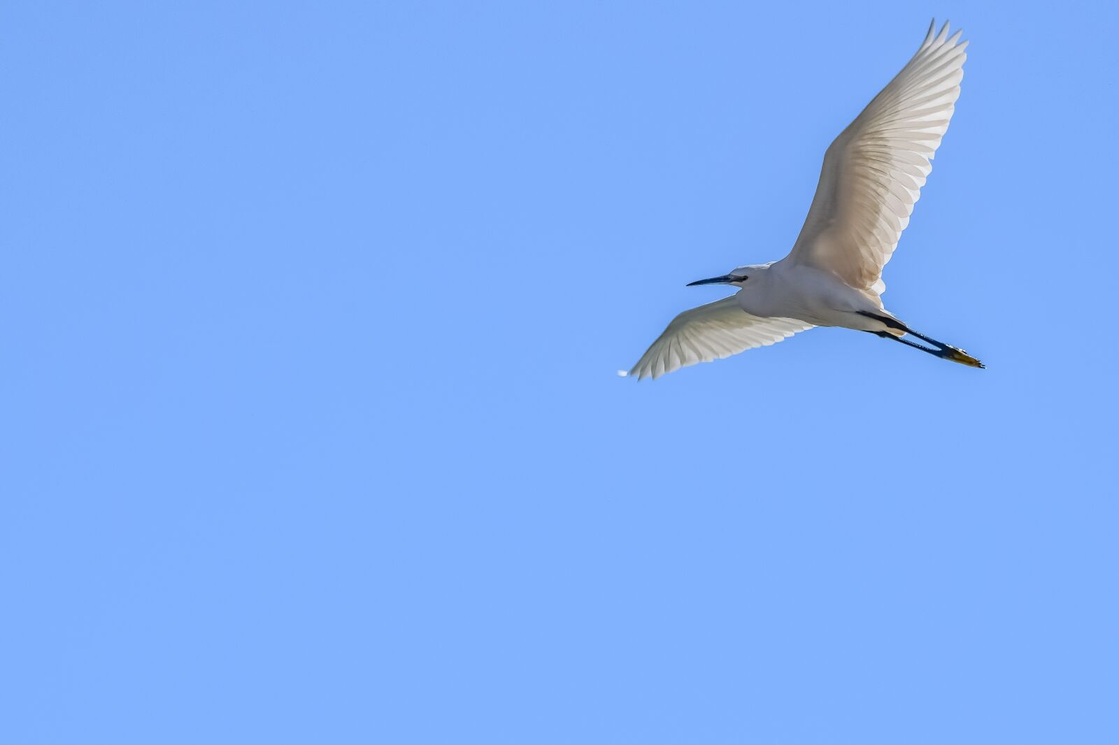 Nikon D3300 sample photo. Heron, bird, nature photography
