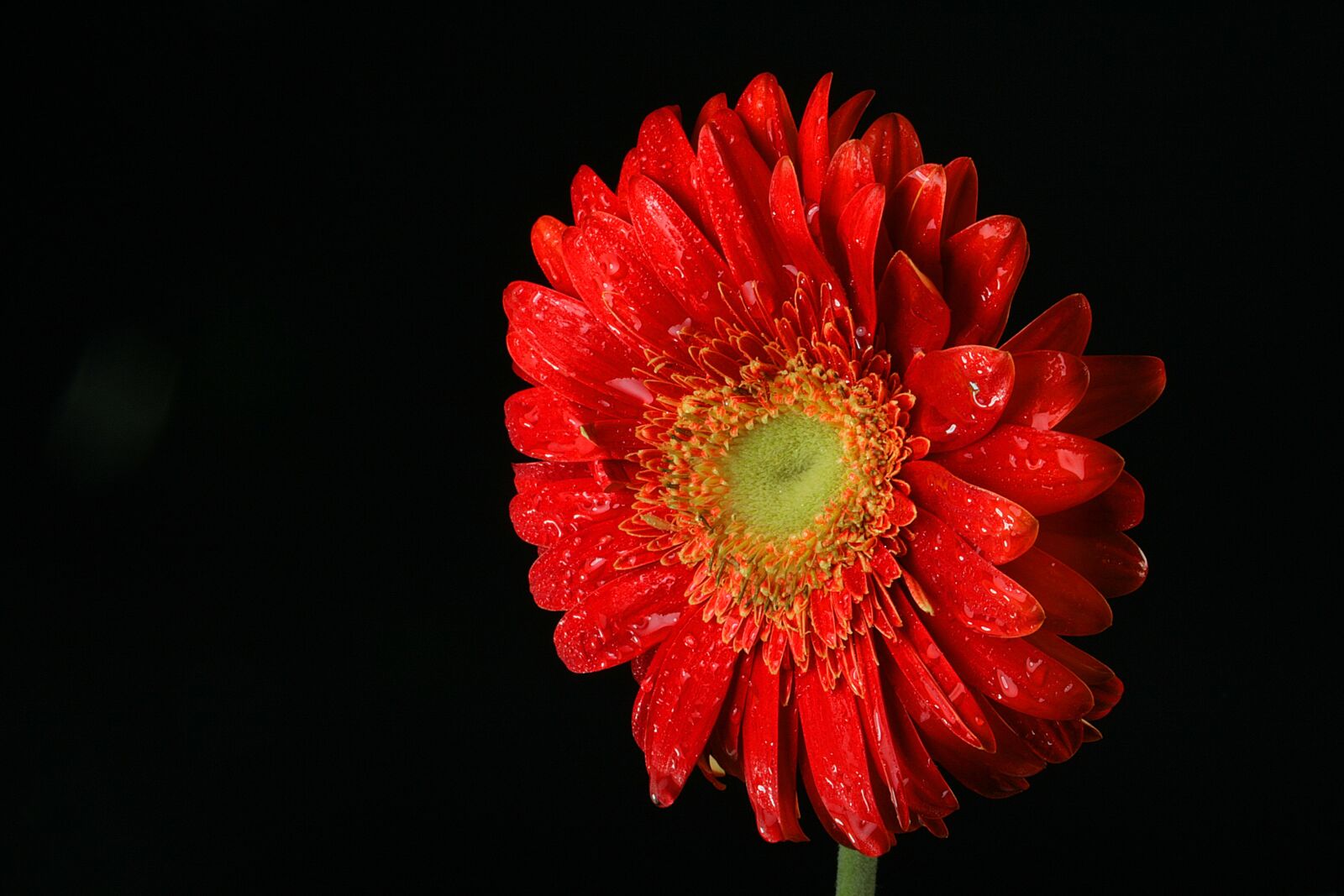 Canon EOS 400D (EOS Digital Rebel XTi / EOS Kiss Digital X) sample photo. Gerbera, flower, red photography