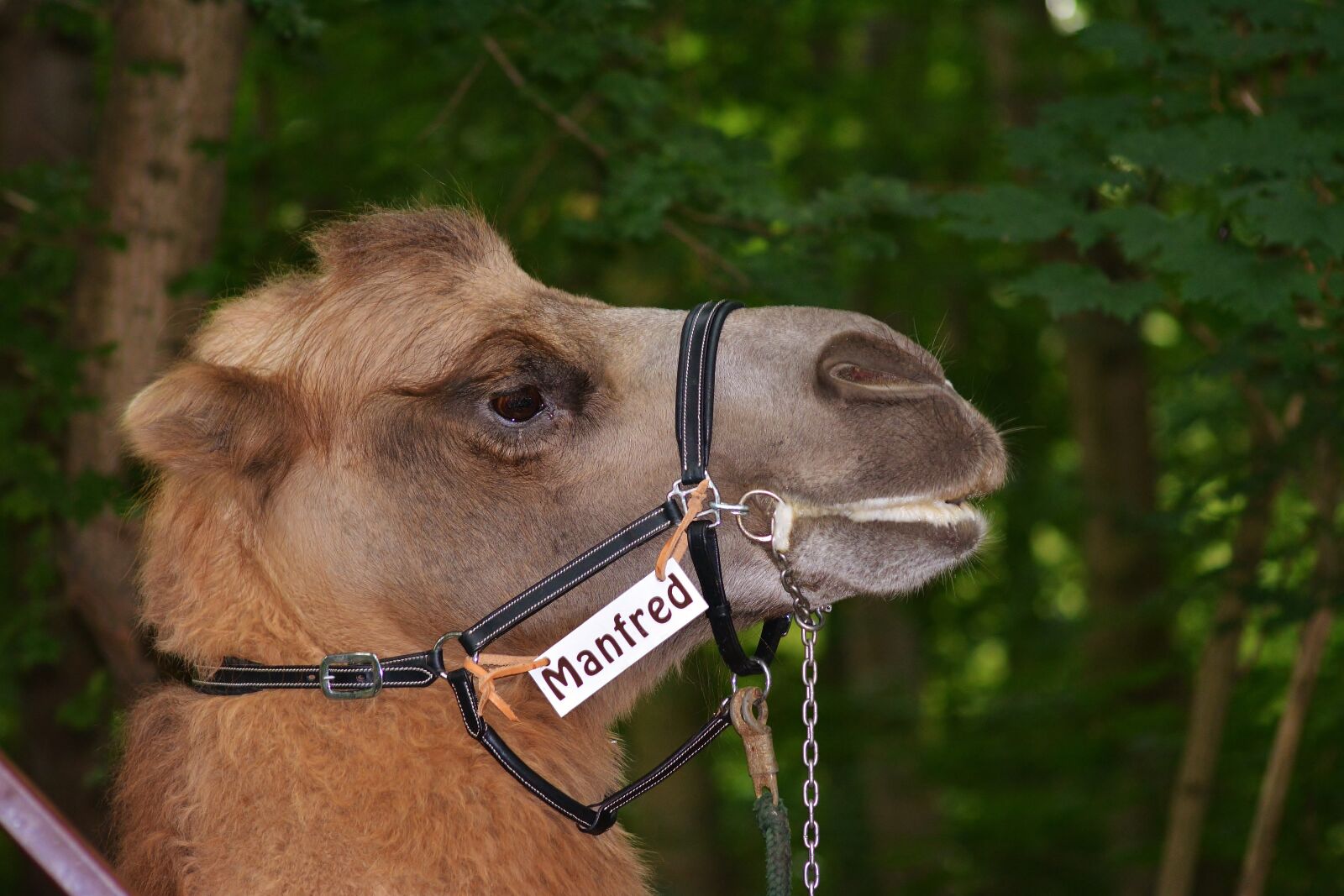Nikon D5200 sample photo. Zoo, camel, head photography