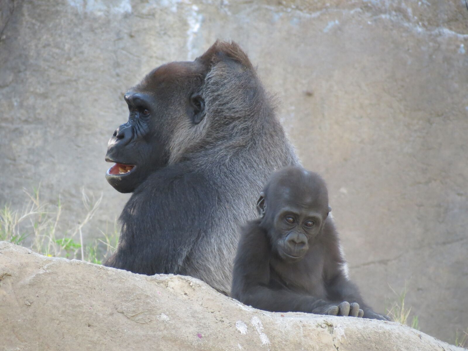 Canon PowerShot SX40 HS sample photo. Gorilla, gorilla baby, wild photography