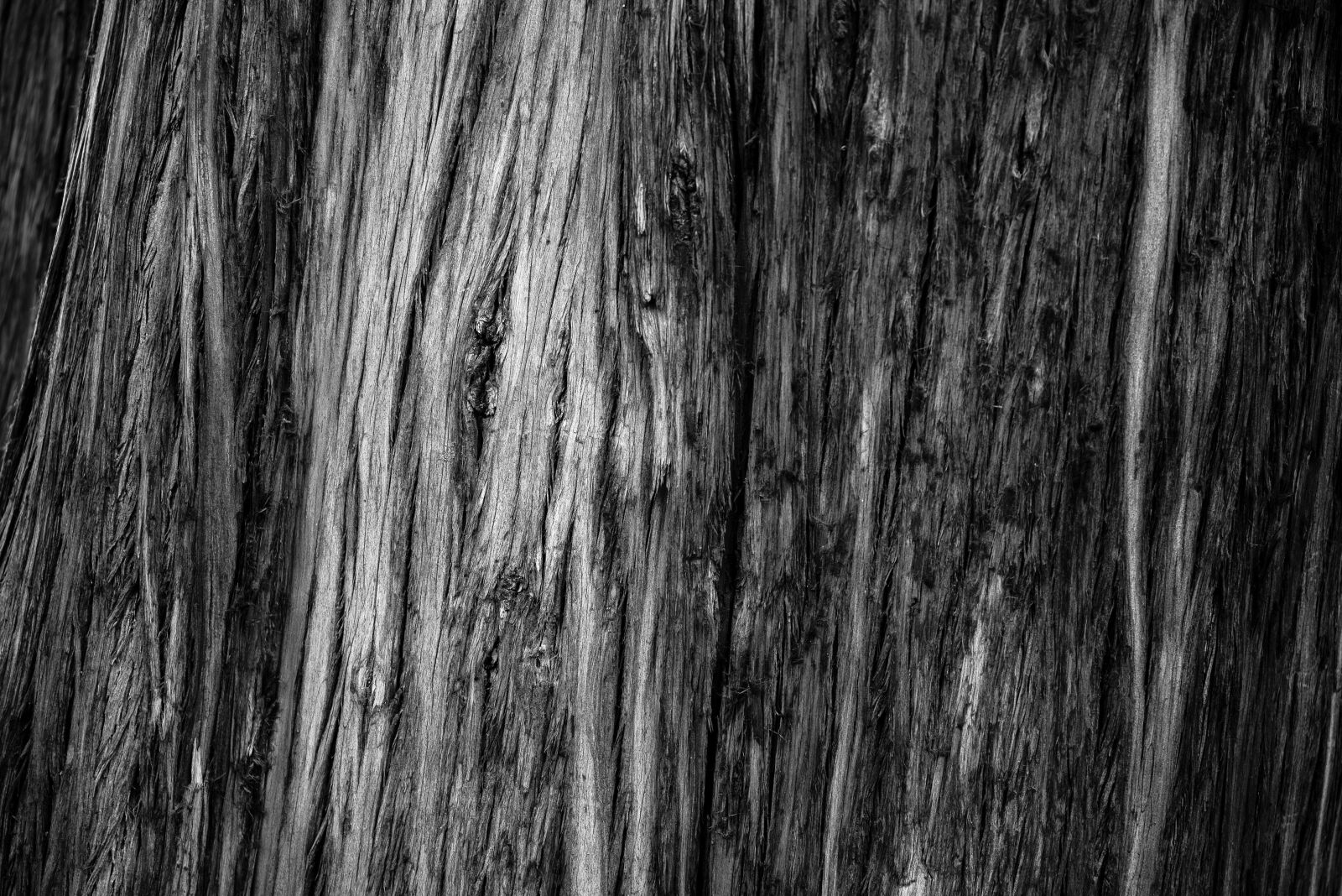 Pentax K-1 Mark II sample photo. Tree, trunk, bark photography