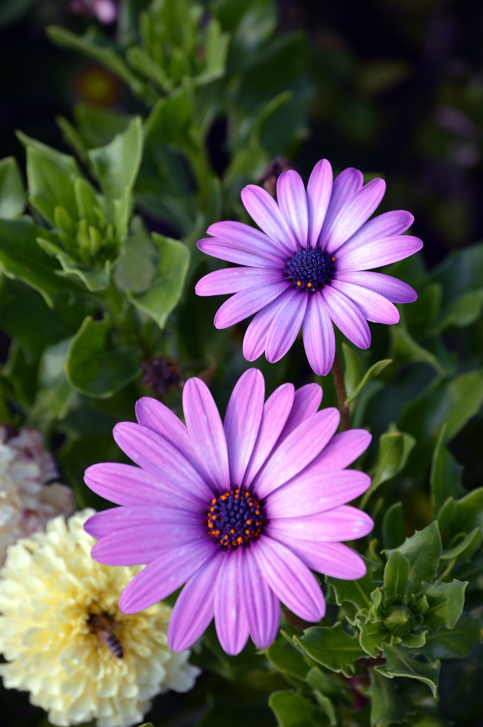 Nikon D3200 sample photo. Flower, flora, summer photography
