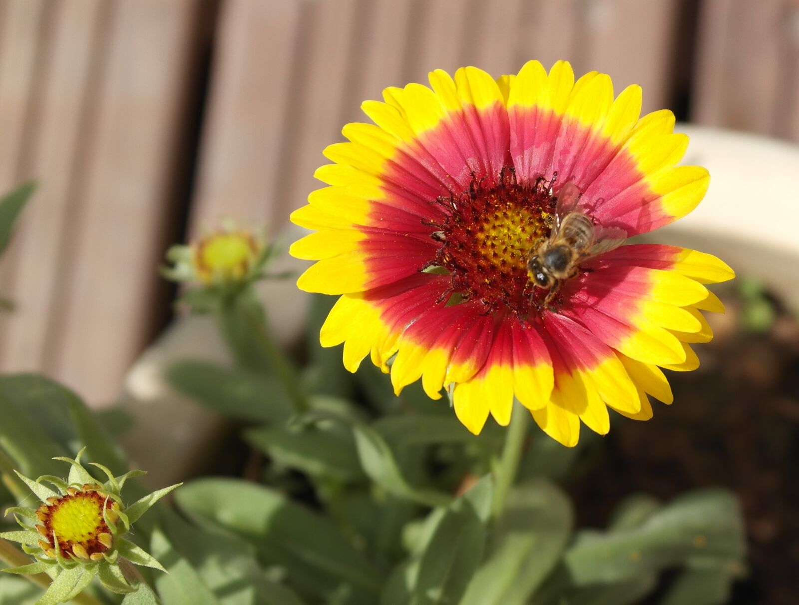Samsung NX1000 sample photo. Bee, forage, nature photography