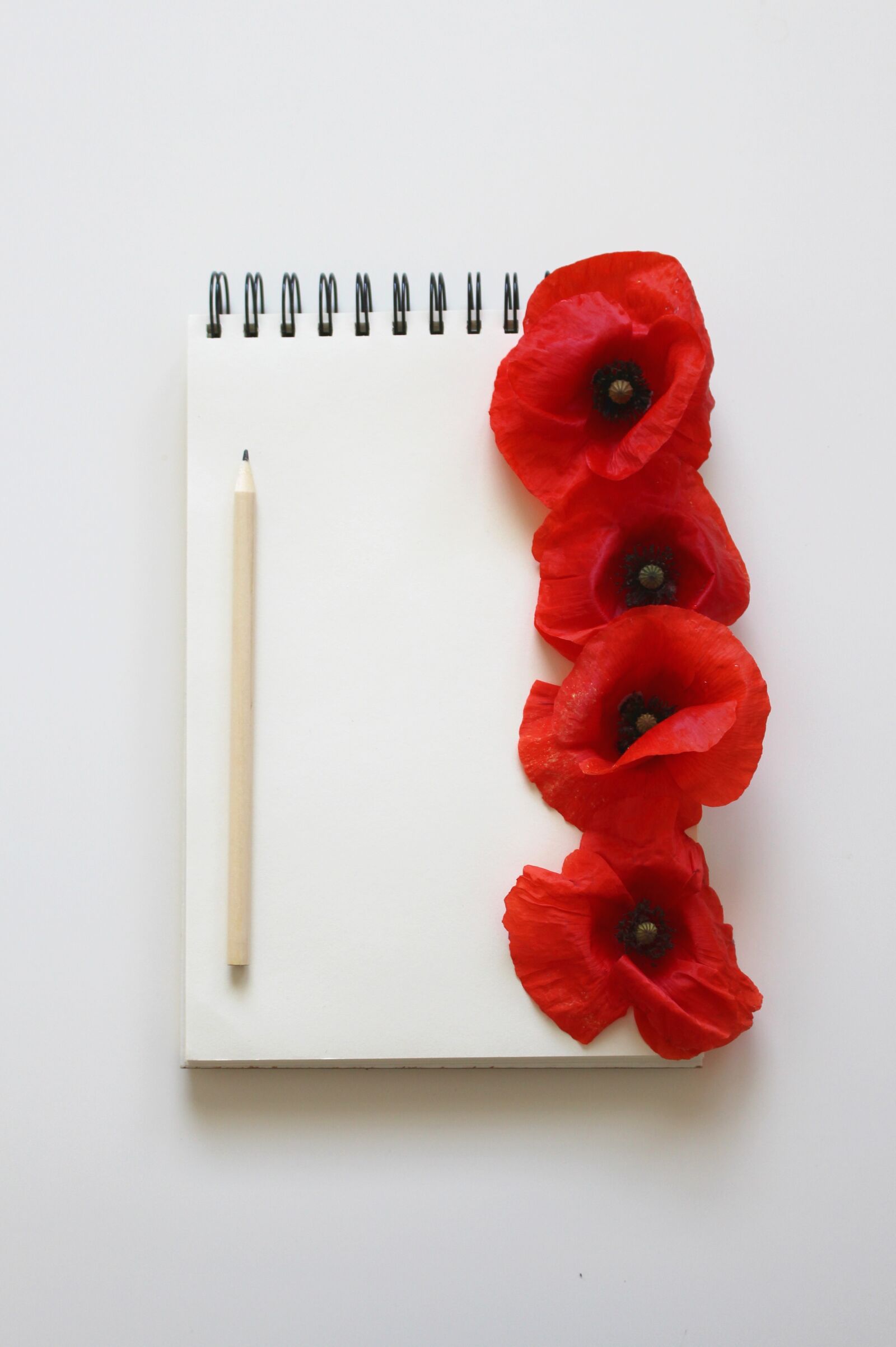 Canon EOS 700D (EOS Rebel T5i / EOS Kiss X7i) sample photo. Poppy, poppy flower, red photography