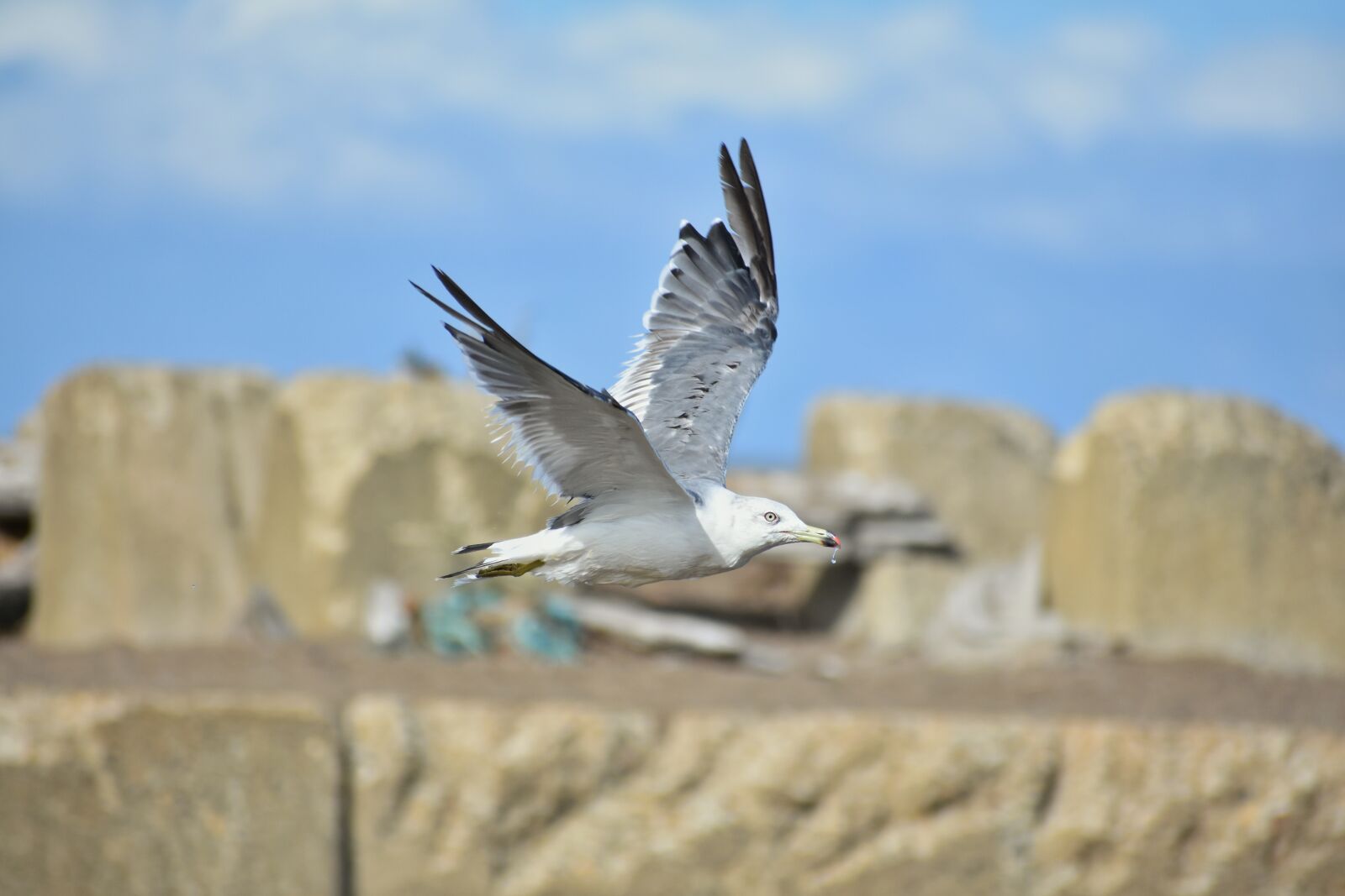 Nikon D7200 sample photo. Animal, sky, sea photography