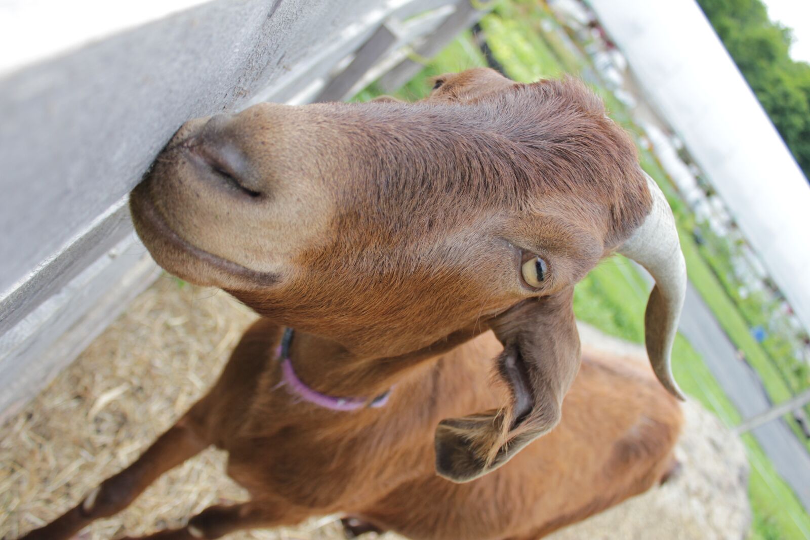 Canon EOS 550D (EOS Rebel T2i / EOS Kiss X4) sample photo. Goat, farm, nature photography