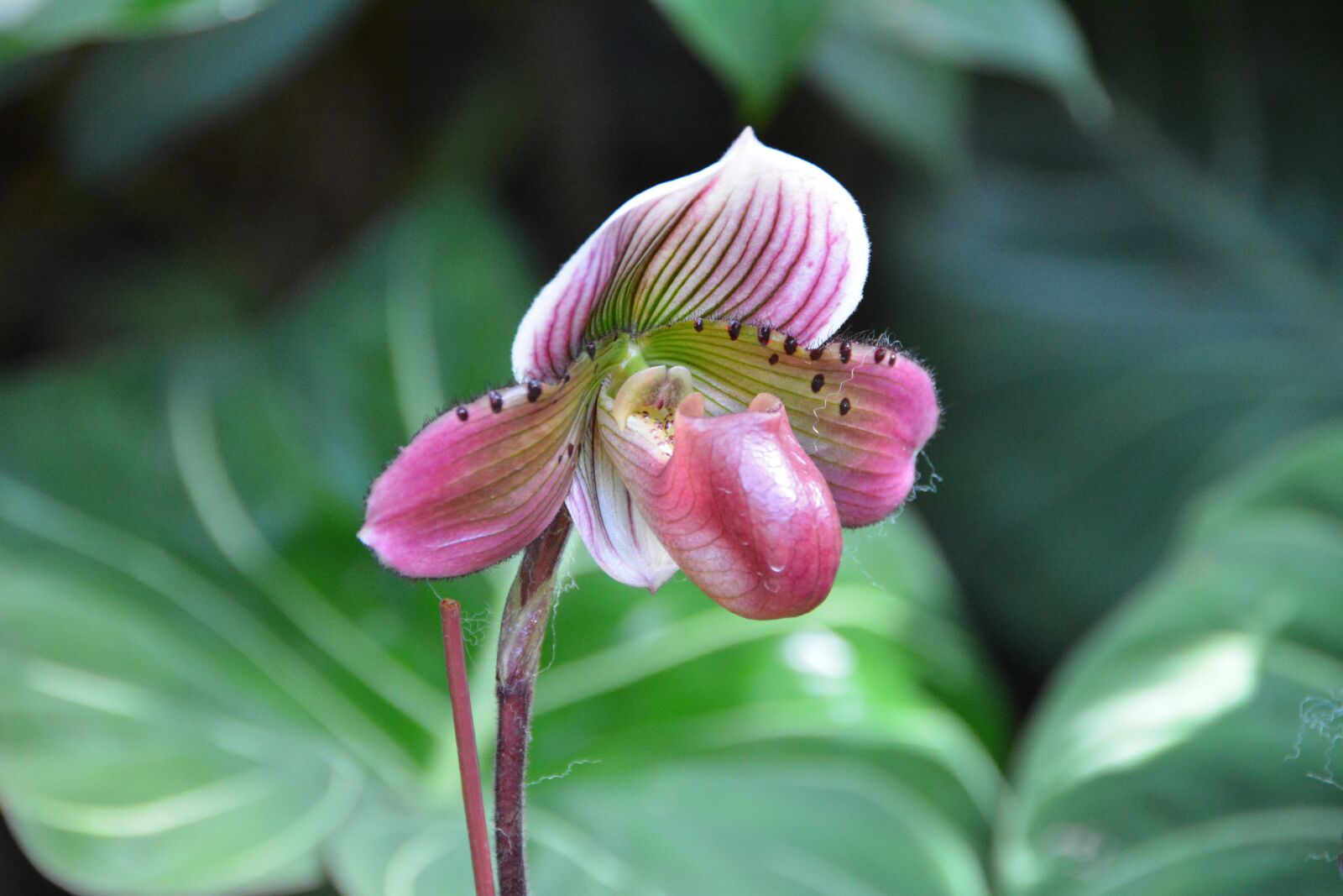 Nikon D7100 sample photo. Singapore, orchids, botanical park photography