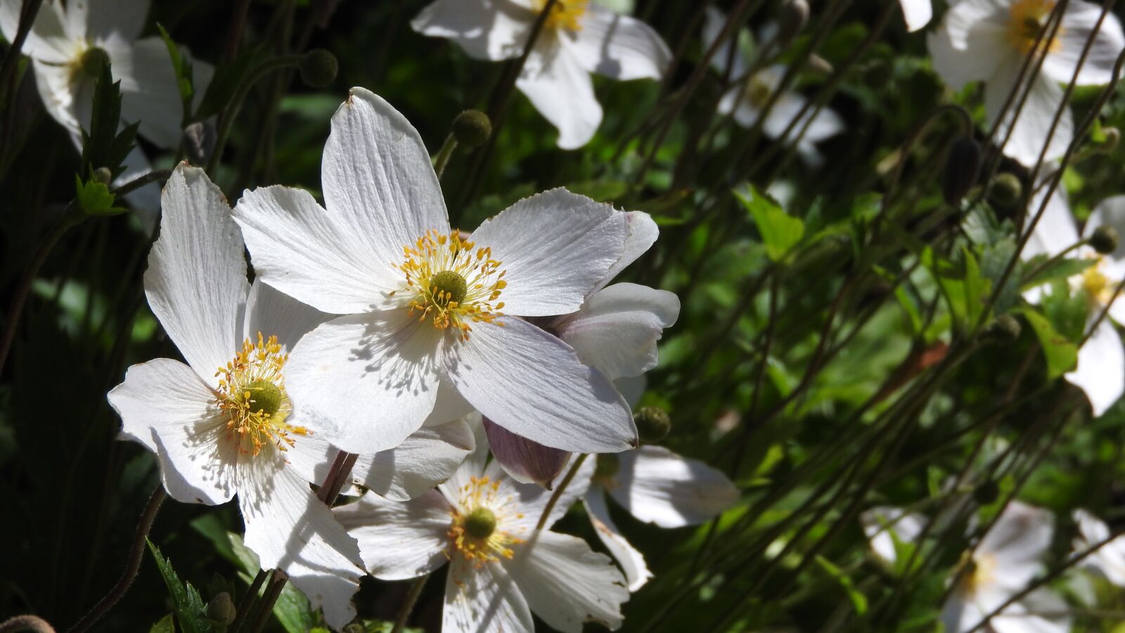 Nikon Coolpix P610 sample photo. Anemone, white flowers, close photography