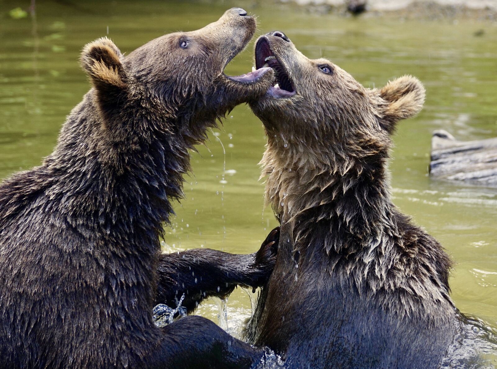 Sony DT 55-300mm F4.5-5.6 SAM sample photo. Bear, brown bears, young photography