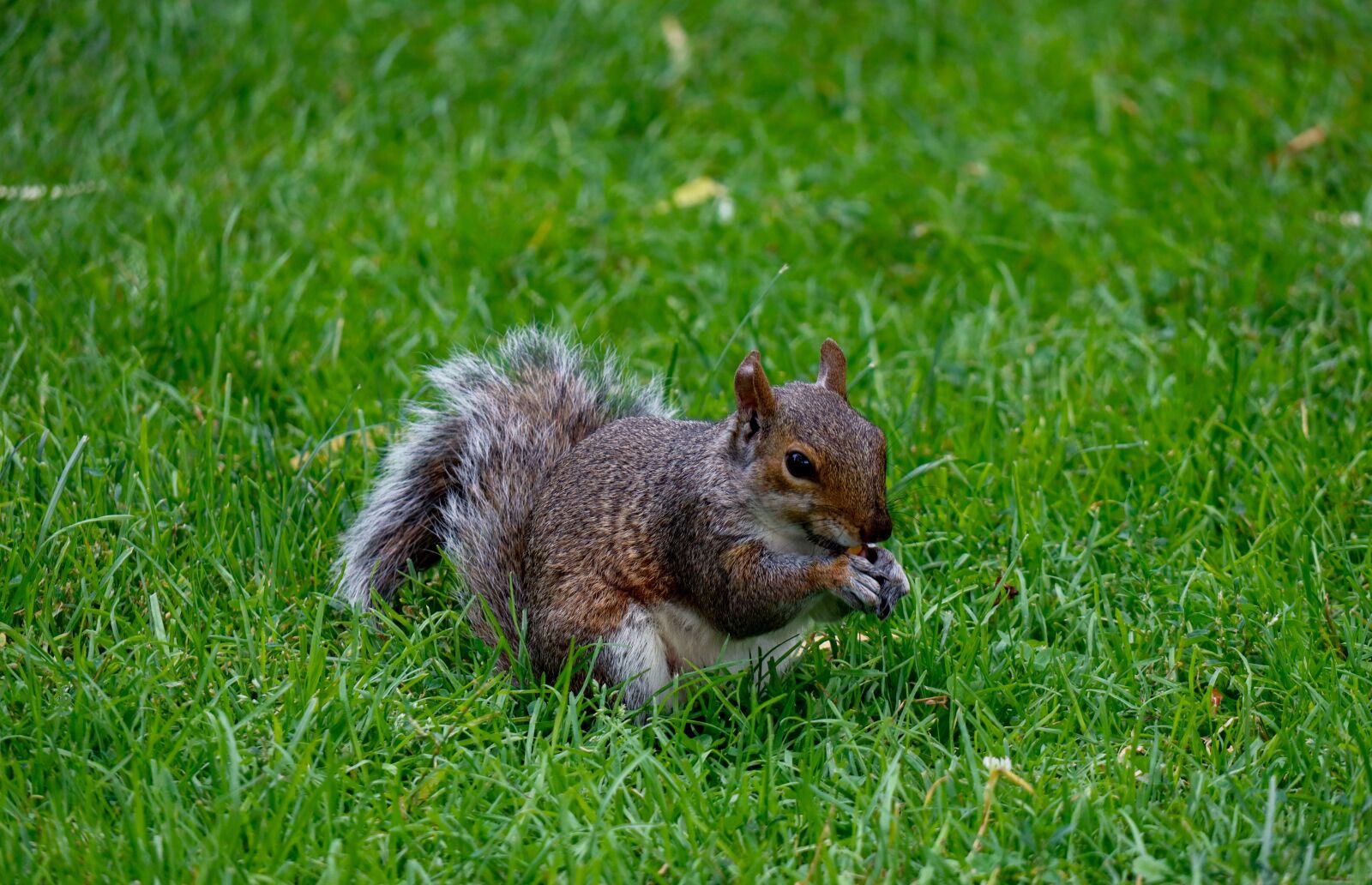 Canon EF-M 18-150mm F3.5-6.3 IS STM sample photo. Squirrel, animal, wildlife photography