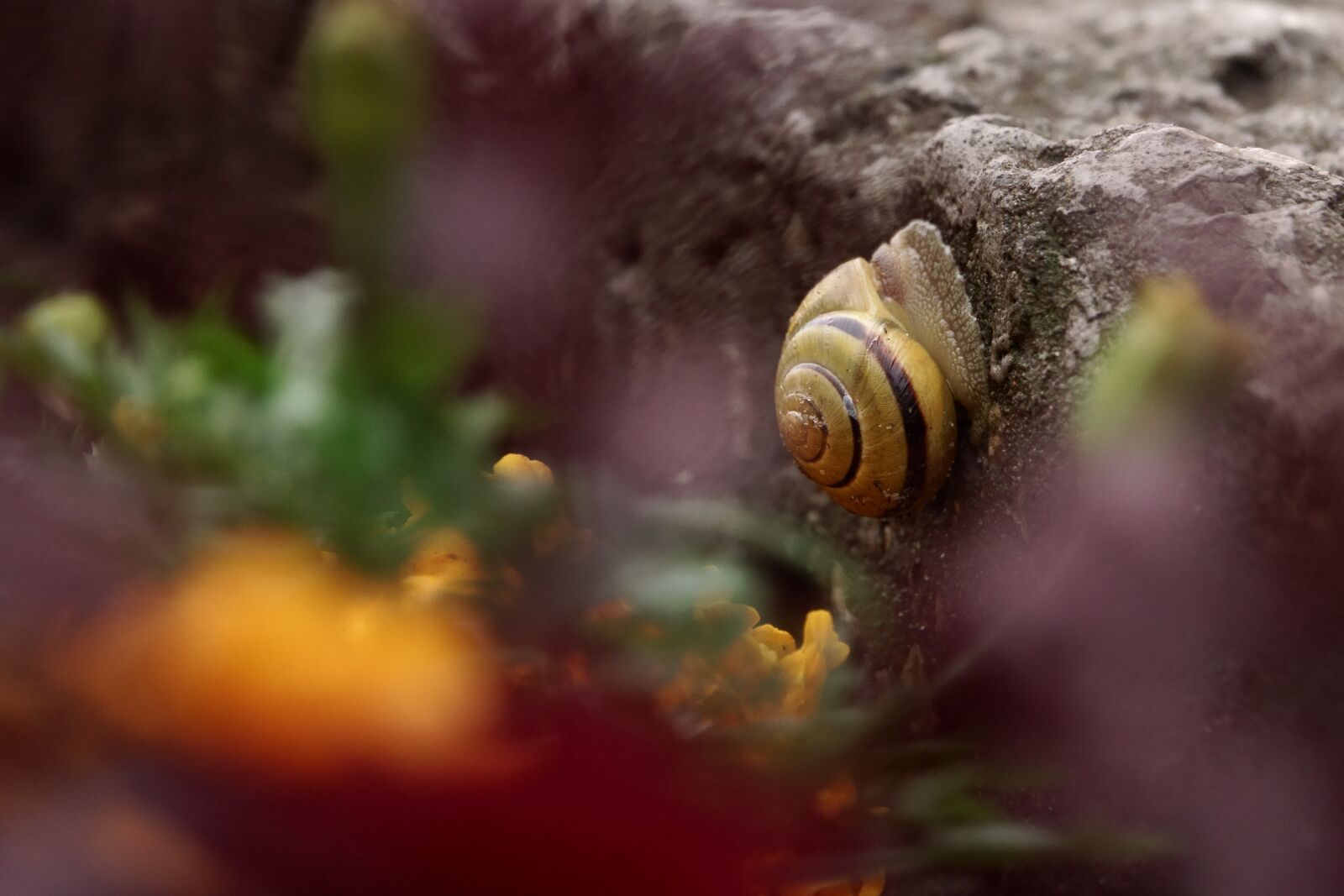 Sony Cyber-shot DSC-RX10 IV sample photo. Snail, flowers, fauna photography