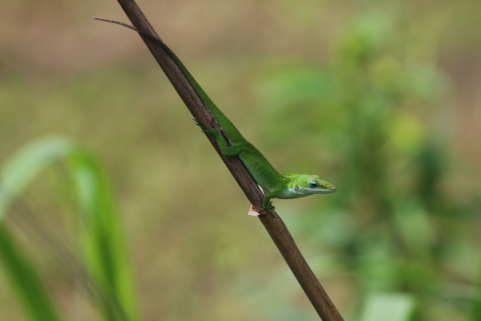Canon EOS 70D + Canon EF 100-400mm F4.5-5.6L IS II USM sample photo. Lizard, nature, reptile photography