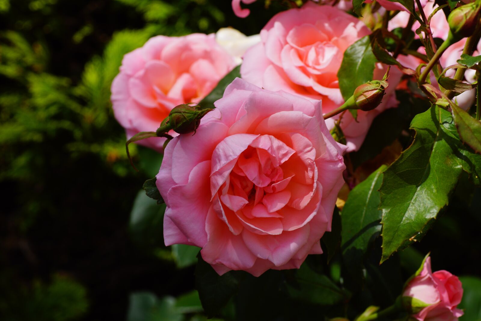 Sony SLT-A68 sample photo. Roses, flowers, pink photography