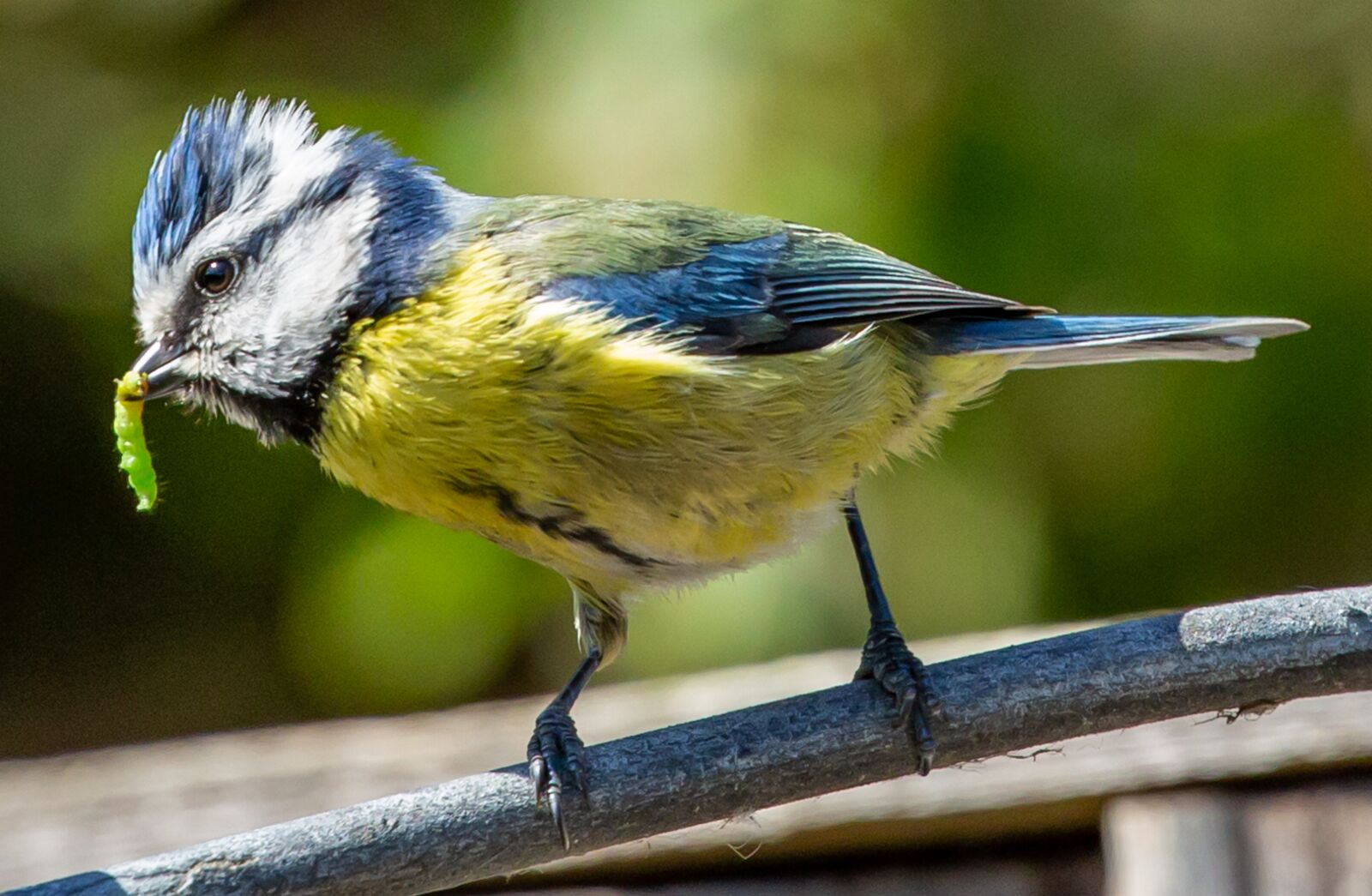 Canon EOS 5D Mark III sample photo. Blue tit with caterpillar photography