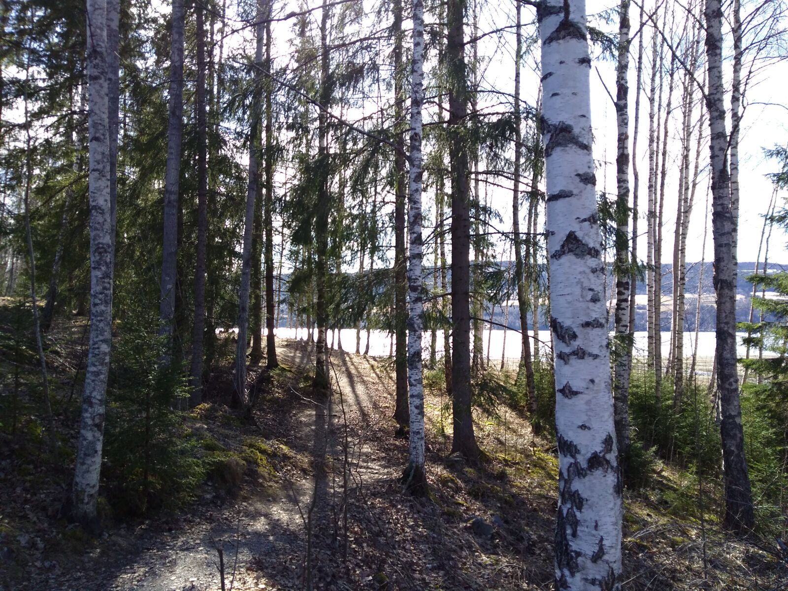 Motorola Moto G Play sample photo. Birch, path, forest path photography