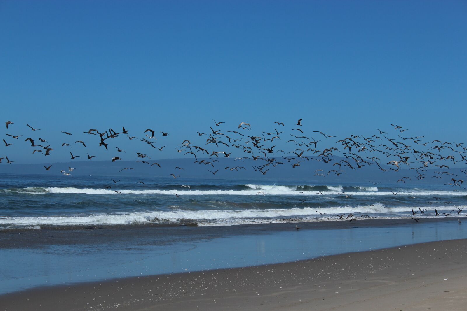 Canon EOS 600D (Rebel EOS T3i / EOS Kiss X5) sample photo. Seagull, ocean, beach photography