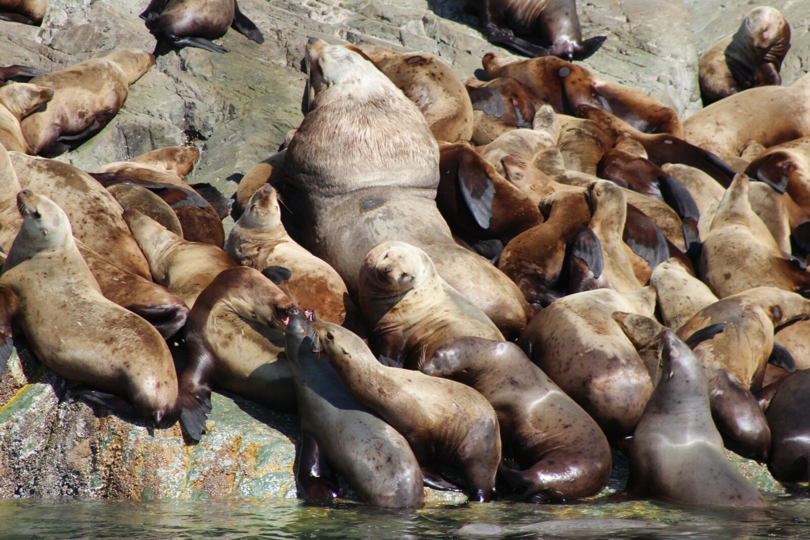 Canon EOS 650D (EOS Rebel T4i / EOS Kiss X6i) sample photo. Nature, wildlife, sea seal photography