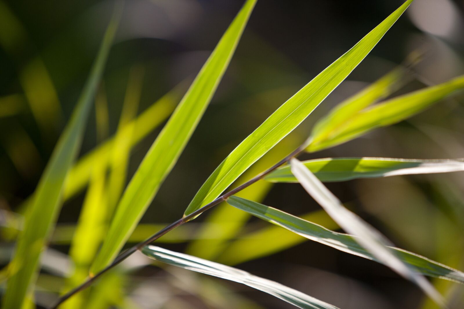Canon EOS 5D sample photo. Nature, prices, plants photography
