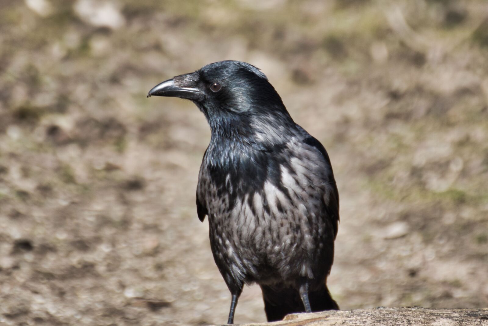 Nikon D5300 sample photo. Bird, nature, animal photography