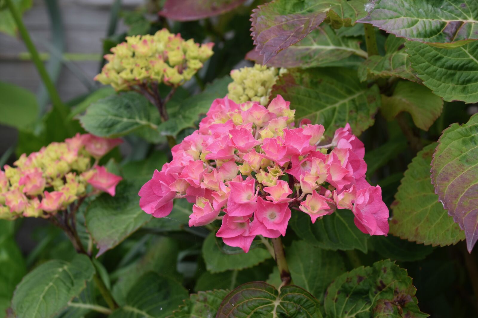 Nikon D5600 sample photo. Flower, flowers hydrangea, flowering photography