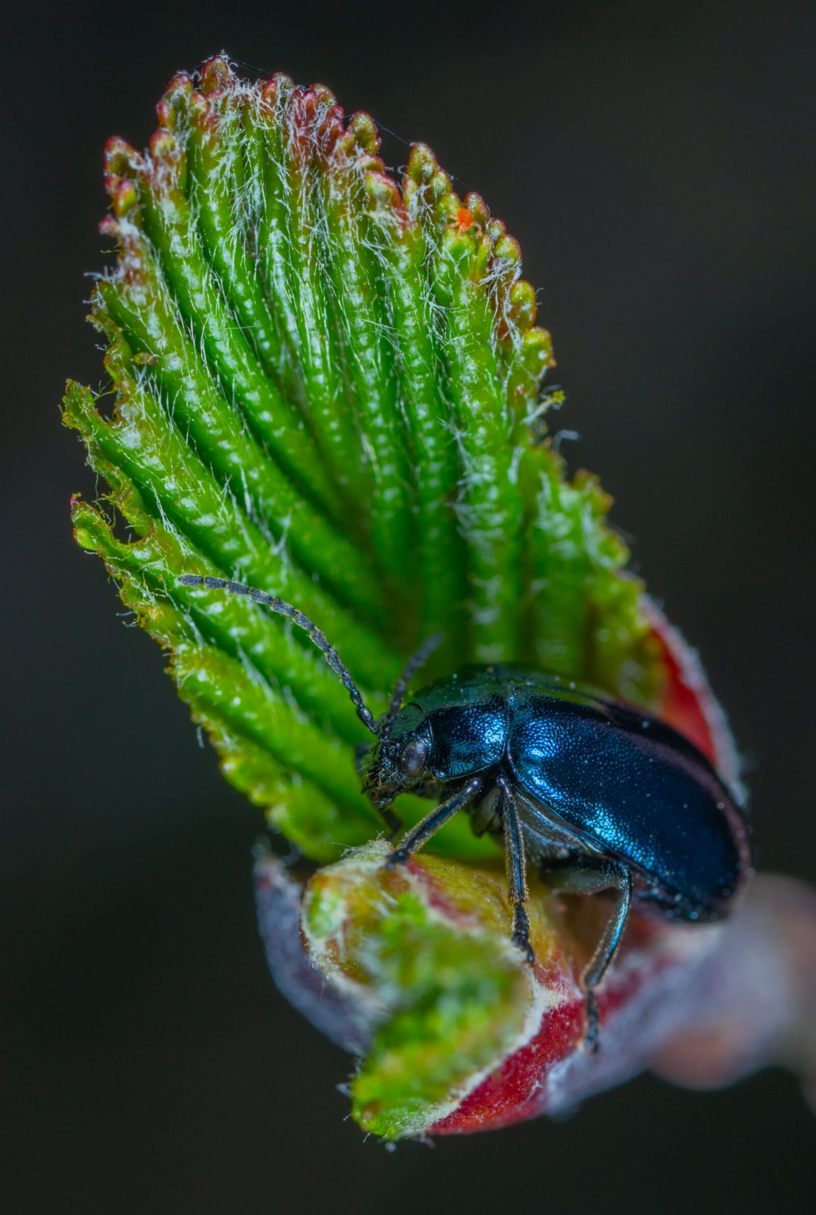 #124 65/2.8 sample photo. Nature, no one, outdoors photography