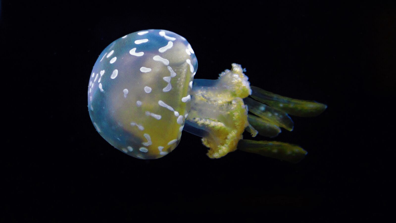 Canon EOS 100D (EOS Rebel SL1 / EOS Kiss X7) sample photo. Jellyfish photography