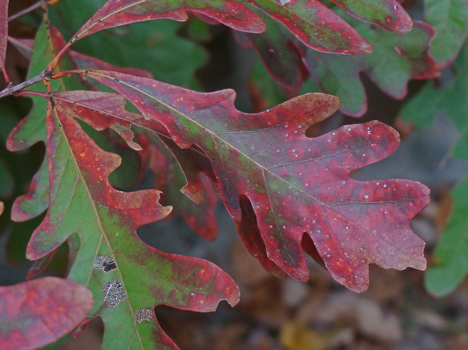 Sony Alpha NEX-5T sample photo. Red oak, fall color photography