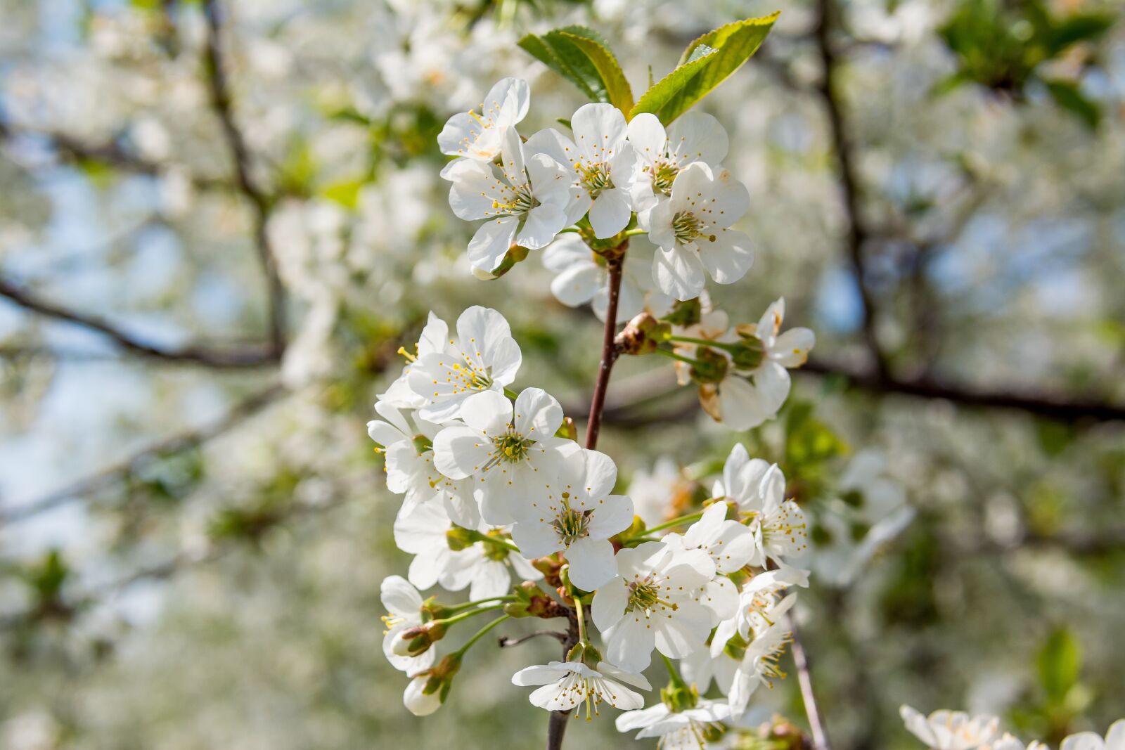 Nikon D5200 sample photo. Cherry blossom, flower, spring photography