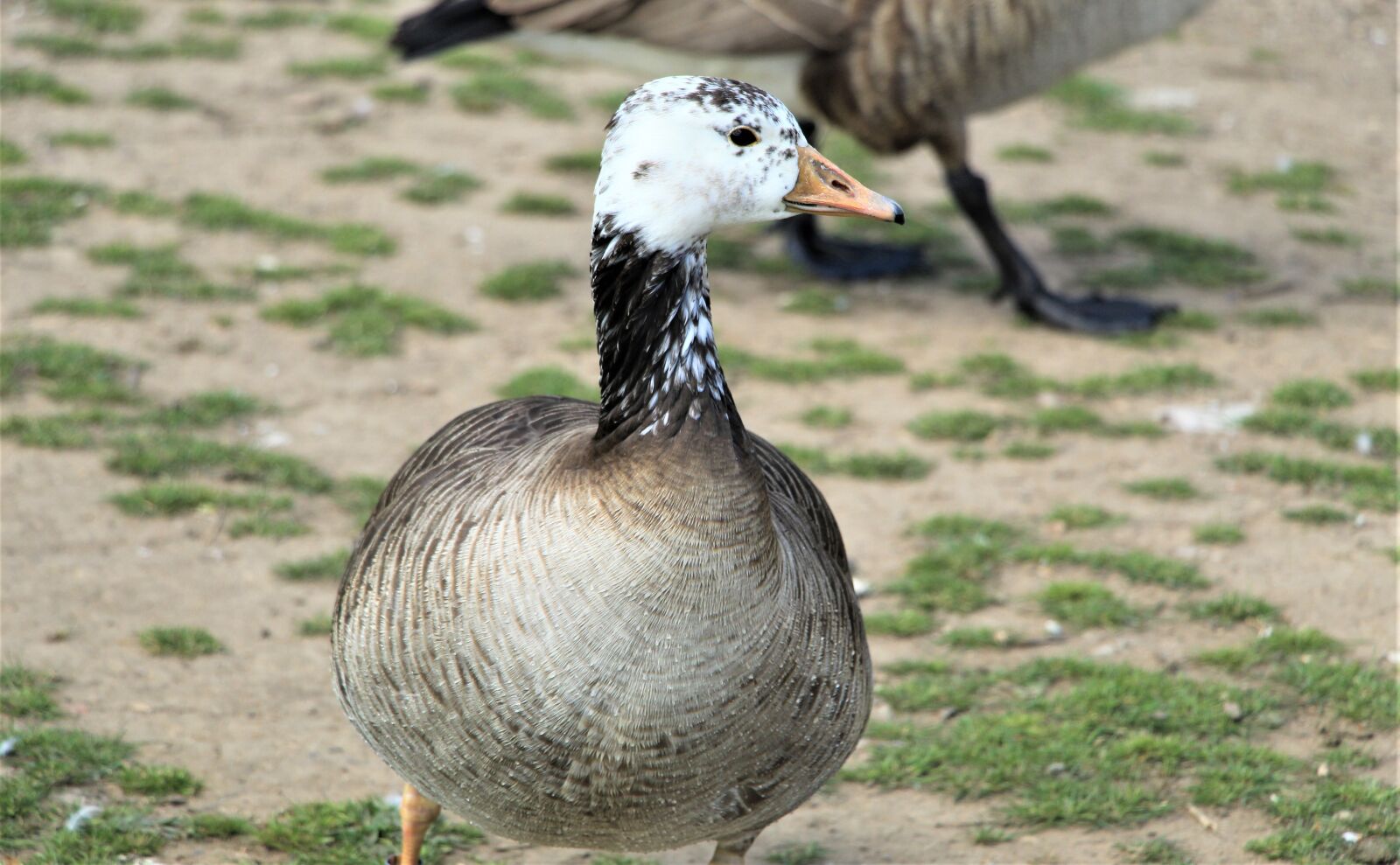 Canon EOS 4000D (EOS Rebel T100 / EOS 3000D) sample photo. Bird, barnacle goose, nature photography