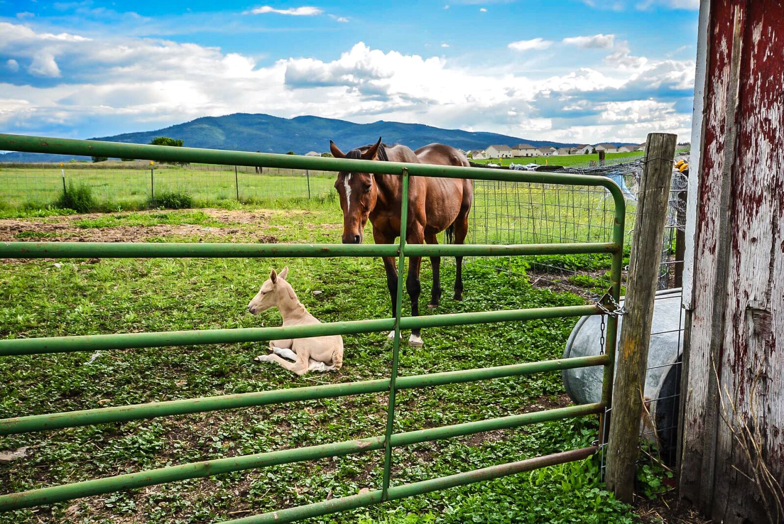 Nikon D5200 sample photo. Horse, pony, ranch photography