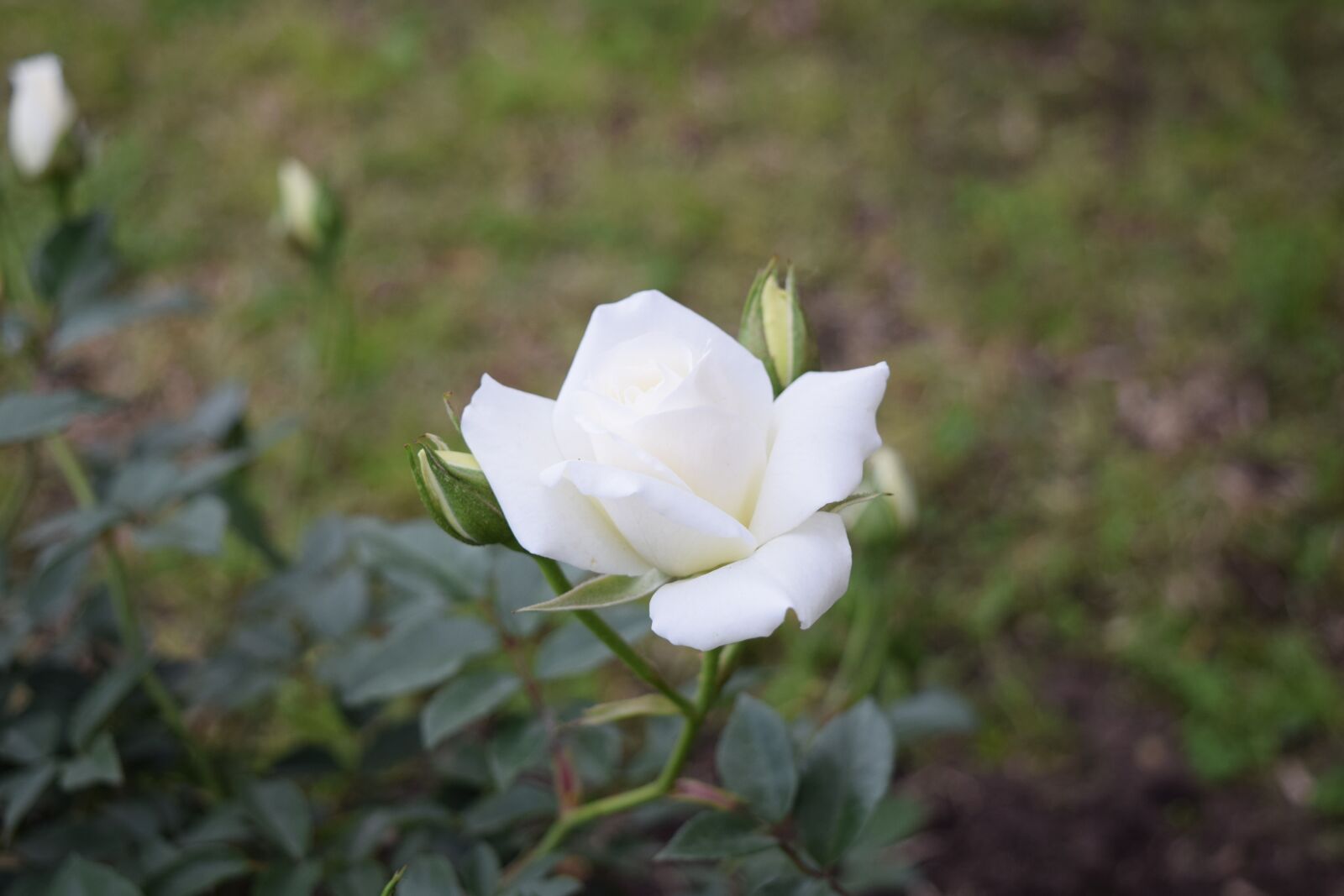 Nikon D3300 sample photo. Rosa, rose, flower photography