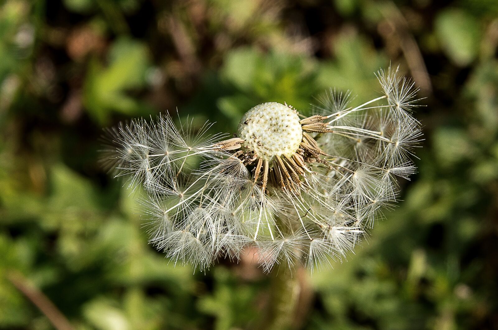 Canon EOS 80D sample photo. Dandelion, pointed flower photography