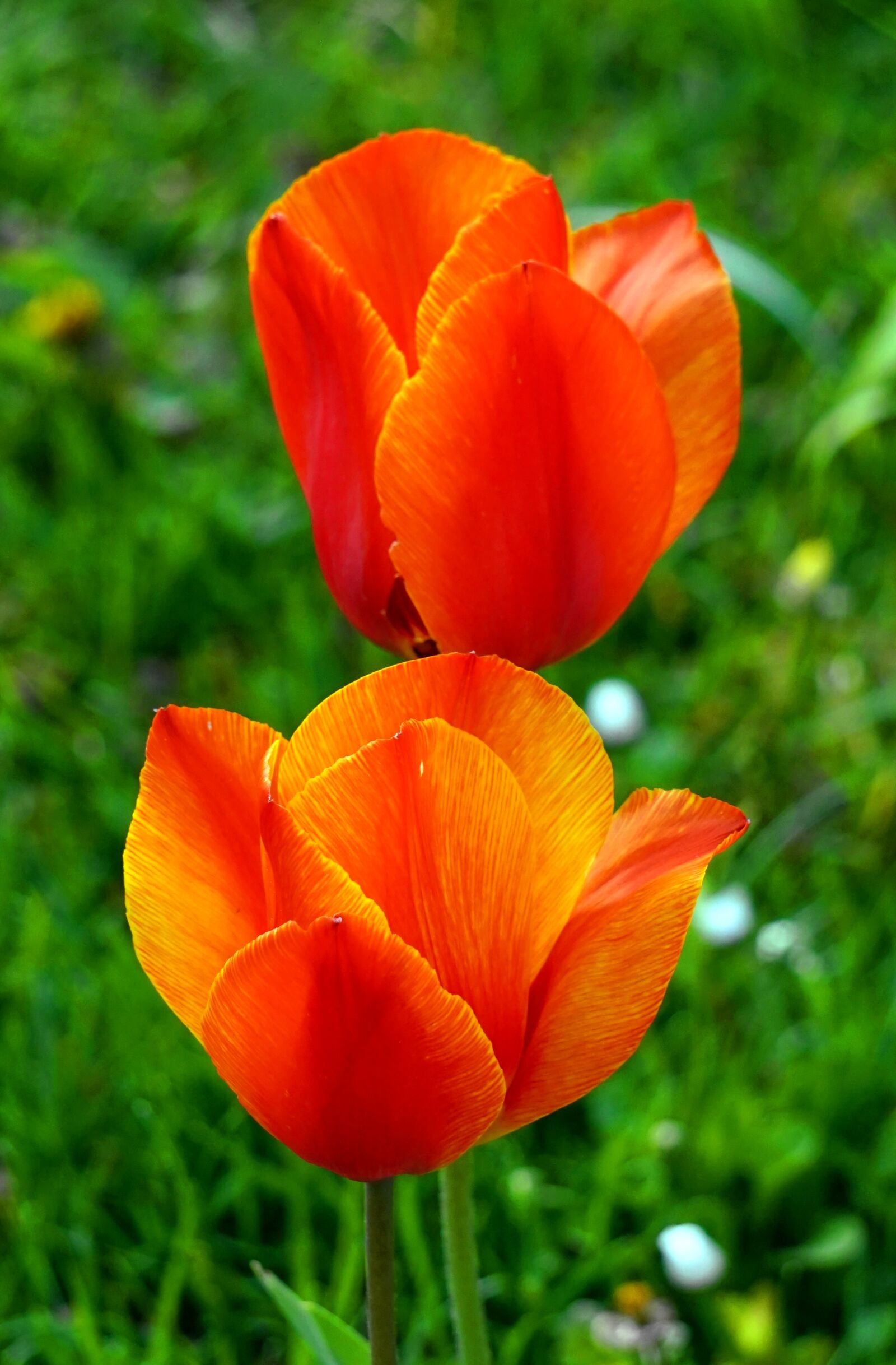 Sony Alpha a5000 (ILCE 5000) + Sony E 55-210mm F4.5-6.3 OSS sample photo. Tulip, red, blossom photography